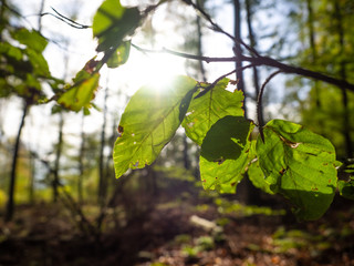 Blatt in der Sonne