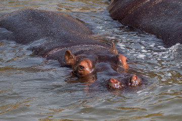 Fototapeta premium Two hippos swimming in lake