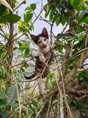 cat