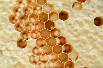Macro of honeycomb, Background hexagon texture,