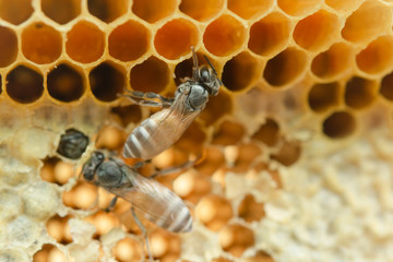 Macro of working bees on honeycomb, Background hexagon texture,