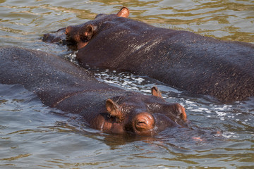 Two hippos swimming in lake