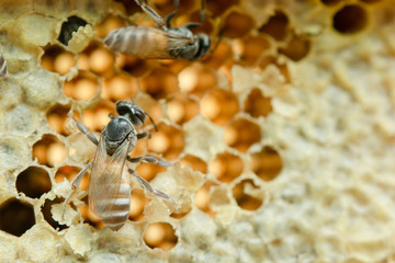 Macro of working bees on honeycomb, Background hexagon texture,