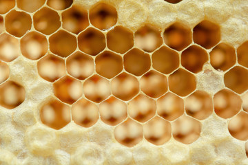 Macro of honeycomb, Background hexagon texture,