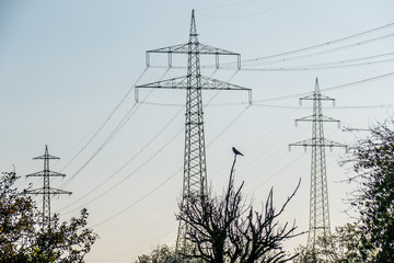 Kr&auml;he auf einem Baum vor Strommasten