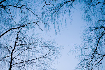 Branches of tree on dark blue sky background