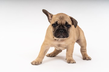 Obraz premium French Bulldog Puppy, 6 weeks old.
