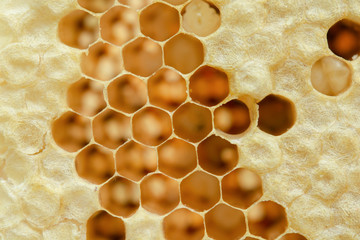 Macro of honeycomb, Background hexagon texture,