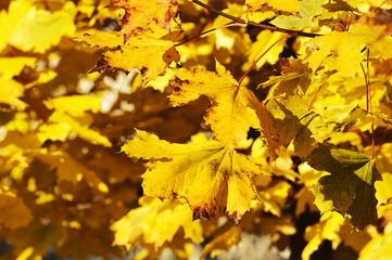 yellow maple leaves