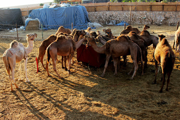 Morning feeding of camels in the bedouin village in the desert of Israel