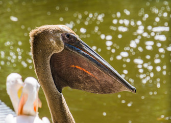 the face of a dark colored great white pelican in closeup, bird color mutation, water bird specie...