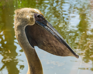 dark colored great white pelican with its face in closeup, bird pigment variation, water bird...