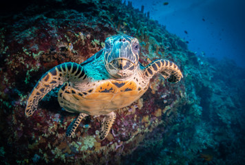 Obraz na płótnie Canvas Hawksbill turtle (eretmochelys imbricata) swimming in the ocean over a tropical reef