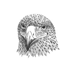 The saker falcon Falco cherrug , eagle black and white vector illustration. Hand drawn sketch drawing. Bird for falconry, wildlife animal, falcon head portrait.