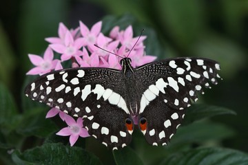 butterfly on flower