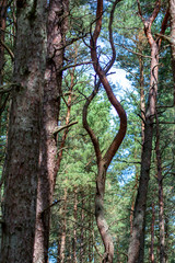 curved tree trunks, forest growth anomaly, crooked trees, inexplicable