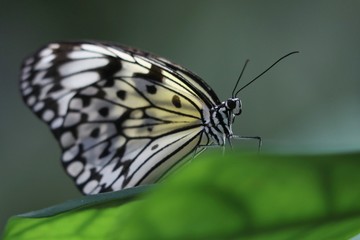 butterfly on leaf