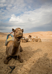 Smiling Camel in the deserts of Israel