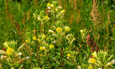 Field with blooming yellow flowers of evening primrose.