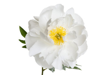 Naklejka na ściany i meble Tender white peony flower isolated on white background.