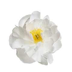 Fototapeta na wymiar Tender white peony flower isolated on white background.