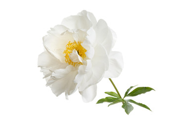 Naklejka na ściany i meble Tender white peony flower isolated on white background.