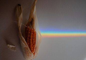 Rainbow color light, spectrum of visible light on a dry corncob