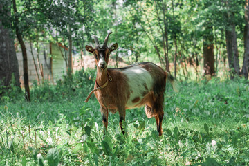 Naklejka na ściany i meble Brown and white horned goat in the green pasture in summer.