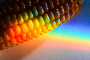 Rainbow color light, spectrum of visible light on a dry corncob