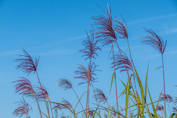 Schilfpflanzen im Herbst