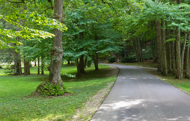 Paved Lane in the Woods
