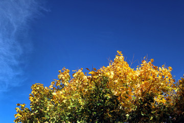 Colourful Autumn tree tops and blue sky