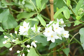 blooming jasmin in city garden