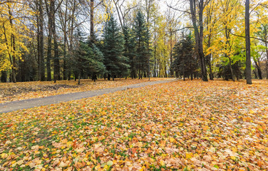 Fallen yellow leaves in the park. Autumn background