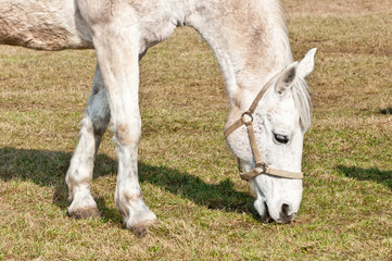 koń jedzący trawę