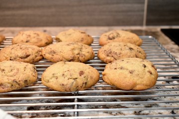 Homemade chocolate chip cookies fresh from oven
