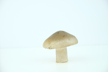Isolated clouded agaric or cloud funnel mushroom on a white background, scientific name Clitocybe...