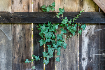 Efeu an der Wand