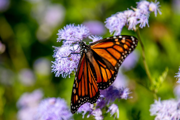 Monarch in October