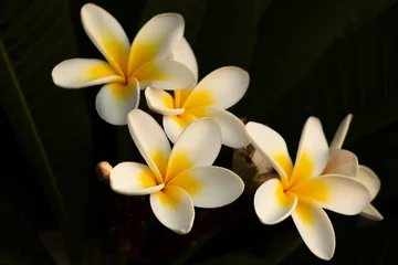 Foto op Plexiglas White Plumeria flowers, Frangipani alba © SN