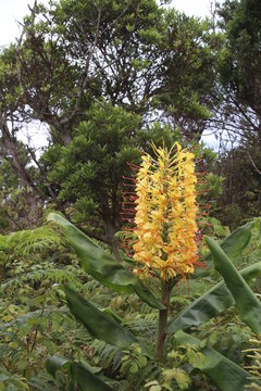 Longose, fleur des Açores (île de faial)