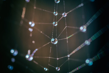 Spinnennetz mit Wassertropfen als Metapher für Netzwerke und Verbundenheit