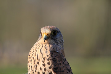 Falke