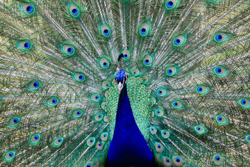 Obraz premium Peacock