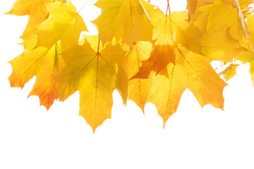 Yellow and brown autumn leaves on a tree branch on a white isolated background. Place for text