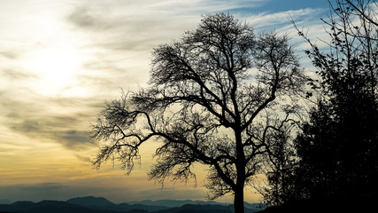 tree at sunset