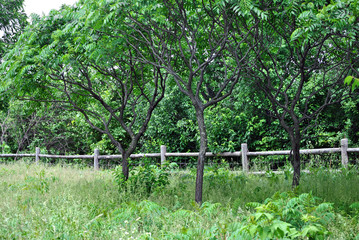 Three trrees make a shady spot in the grassy meadow.