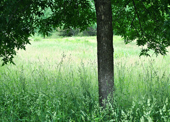 The shady spot under the tree in the grassy meadow.