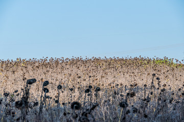 Verwelkte Sonnenblumen im Herbst