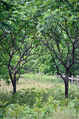 Two trees make a shady spot in the grassy meadow.